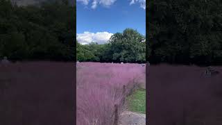 【風景】長居公園のカピラリス🌸 Muhlenbergia capillaris in Osaka Nagai Botanical Garden [upl. by Nollat443]