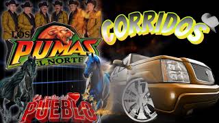 ☆☆corridos perrones 💥 con los pumas del norte los mejores corridos ✴️ [upl. by Aehs]