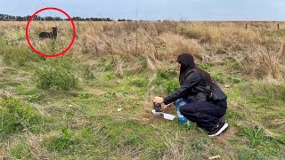 Terrified Stray Dog Hides from Human in Field Until This [upl. by Rennat]