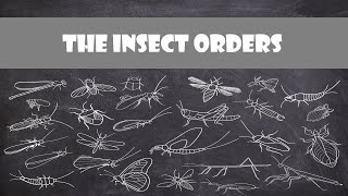 Defining Characteristics of the Insect Orders  Entomology [upl. by Bigford730]