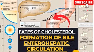 Fates of Cholesterol  Bile Formation  Enterohepatic Circulation  Cholelithiasis [upl. by Novonod]