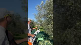 Pujiška 💚 farming stihl olive [upl. by Oicnedurp]