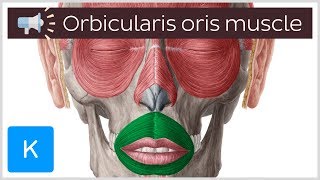 Orbicularis oris muscle  Anatomical Terms Pronunciation by Kenhub [upl. by Suoirad630]