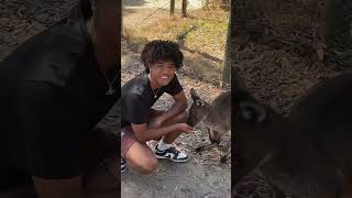 My first time seeing a kangaroo 🦘 shorts skyyjade [upl. by Anad835]