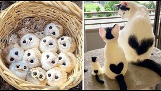 Cute Baby Animals Videos Compilation  Funny and Cute Moment of the Animals 17  Cutest Animals [upl. by Reggy]