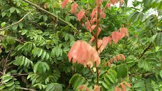 Koelreuteria Elegans Flame gold Plant Nature Free Stock VideoFree for use and download [upl. by Amitarp]