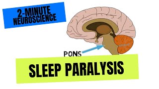 2Minute Neuroscience Sleep Paralysis [upl. by Gaylene]