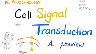 Cell Signal Transduction  A Preview  Endocrinology Series [upl. by Jensen116]