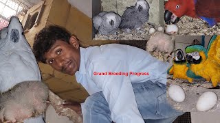 Grand Breeding Progress Of Our Old And New Exotic Birds Farm [upl. by Niwri]