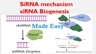 siRNA Biogenesis  RNAi  siRNA Mechanism for beginners  Biology lectures [upl. by Cecily]