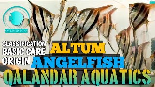 Altum Angelfish  QALANDAR AQUATICS  Altum Angels  Orinoco Altums  Atabapo Altums  Altum Care [upl. by Selestina]