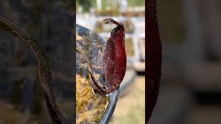 Nepenthes Mirabilis wing x Ampullaria Black miracles plantacarnivora plantascarnivoras carnivora [upl. by Valida]