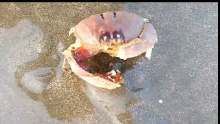 Box crab or shame face crab Calappa bilineata Ayawaddy  Myanmar [upl. by Adama]