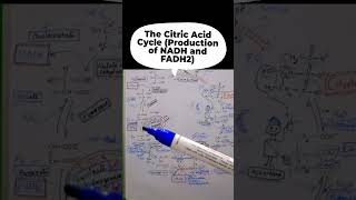 The Citric Acid Cycle [upl. by Donna]