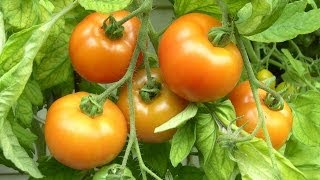 Tomaten ganz leicht selber anbauen [upl. by Hogue]