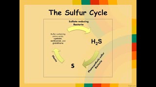 SULFUR CYCLE FLOWCHART  SULFUR CYCLE EXPLAINED IN 60 SECONDS sciencesulfurbiogeochemicalcycle [upl. by Geehan415]