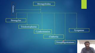 Presentation of brief classification of Nemathelminthes VIDEO [upl. by Busiek]