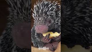 Porcupine eating fruit❤️💐 [upl. by Eillib437]