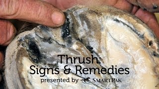 Thrush Signs and Remedies [upl. by Epilef]