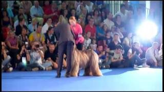 Euro dog show 2012  Junior handling [upl. by Breena]