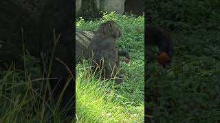 東非狒狒Olive BaboonTaipei Zoo [upl. by Queenie235]