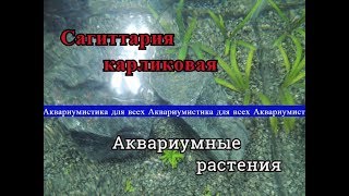 Сагиттария Карликовая Sagittaria subulata или Стрелолист [upl. by Rellim]