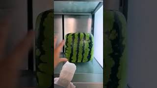 Square Watermelon [upl. by Cohberg849]