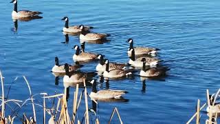 Canada goose at the pond 🦆 enjoy new video [upl. by Ahsile3]