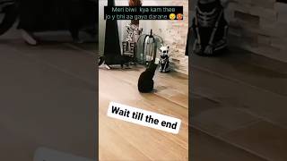 Cute cat funny videos 🤣funny youtubeshorts rytshort shortviral trending comedy [upl. by Lraep]