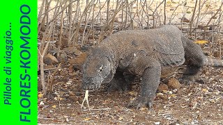 Komodo amp Flores Island  IndonesiaThe best off [upl. by Eimmelc]