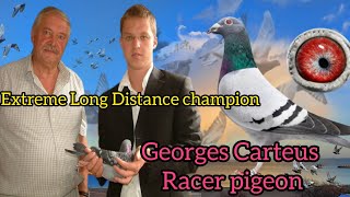 Georges Carteus Racer pigeons  Top Famous Extreme Long Distance Racer pigeon Top Pigeon kalapati [upl. by Notlit]