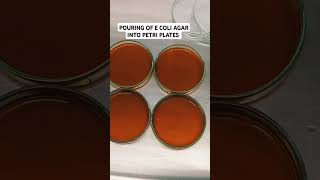 Pouring of Ecoli Agar into Petri plates [upl. by Etterraj]