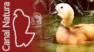 Tarro canelo Tadorna ferruginea Ruddy Shelduck 4K [upl. by Cralg527]