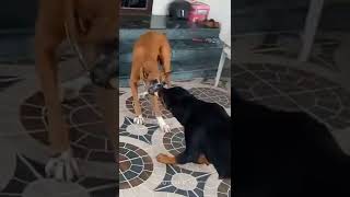 BOXER VS ROTTWEILERdog [upl. by Eniamraj]