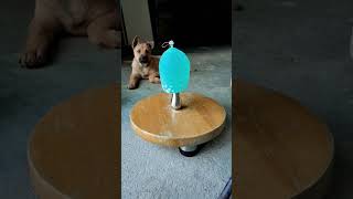 Dog Animal Confusing Behavior Slow Motion [upl. by Cort621]