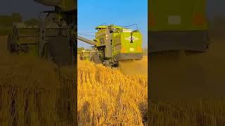 combine harvester combinesong kartar combine combine machine Vishal combine [upl. by Enelahs]