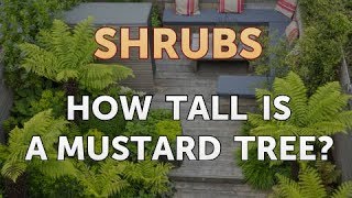 How Tall Is a Mustard Tree [upl. by Ahsela]