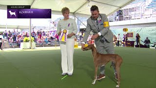 Azawakhs  Breed Judging 2023 [upl. by Erleena735]