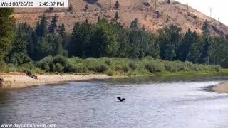 Dunrovin Ranch the Bitterroot River seeing an eagle fish [upl. by Atinahs]