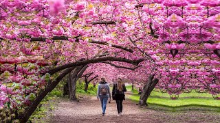 MOST BEAUTIFUL Cherry Blossom Trees in the World [upl. by Neelram]