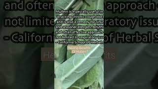 Healing Benefits Of Mullein [upl. by Ontine]