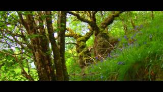 Crinan Wood  Ancient Atlantic Rainforest [upl. by Nomzzaj]