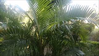 Areca Palm Dypsis Lutescens Plant [upl. by Min]