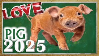 Pig Horoscope 2025  Love  Born 2019 2007 1995 1983 1971 1959 1947 1935 [upl. by Renckens]