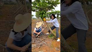 How Chinese earning million from papaya farming farming shorts short [upl. by Skardol]