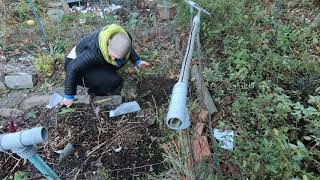 Planting bare root Myoga Ginger and Turkish Rocket from Edible Acres [upl. by Atnahs]