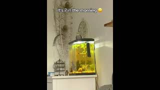 Parrot singing funnyvideos pet fypツ parrotslover parrotsworld parrotspeaking happy [upl. by Skvorak647]