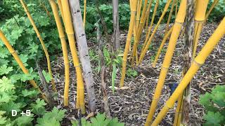 Phyllostachys vivax growth rate [upl. by Hendon]