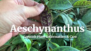 Aeschynanthus Lipstick Plant Information amp Care [upl. by Lashar]