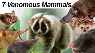 Seven Venomous Mammals [upl. by Alrick]